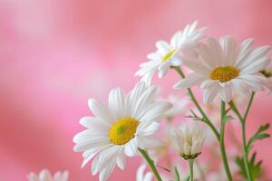 AI generated Photo beautiful daisies with pink background