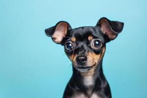 ai generado un pequeño negro y blanco pinscher perro en frente de un azul antecedentes foto