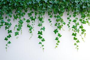 AI generated green ivy vines hanging from a white wall photo