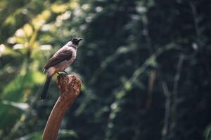 el holliniento con membrete bulbul pájaro, pycnonotus aurigaster es encaramado en el árbol. Indonesia en la zona nombre es kutilang pájaro foto