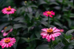 Close up of pink zinnia flower, Zinnia flower in the garden. Close up of a pink zinnias flower against green foliage background photo