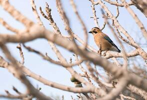 A portrait of a Eurasian jay on a dead branch with a blurred background photo