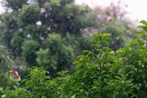 nature fresh green leaf branch under havy rain in rainy season. Summer rain in lush green forest, with heavy rainfall background. Raining shower drop on leaf tree photo