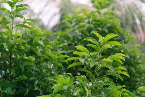 nature fresh green leaf branch under havy rain in rainy season. Summer rain in lush green forest, with heavy rainfall background. Raining shower drop on leaf tree photo