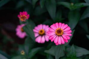 cerca arriba de rosado zinnia flor, zinnia flor en el jardín. cerca arriba de un rosado zinnias flor en contra verde follaje antecedentes foto