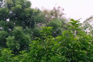 nature fresh green leaf branch under havy rain in rainy season. Summer rain in lush green forest, with heavy rainfall background. Raining shower drop on leaf tree photo