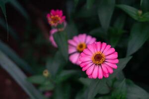 cerca arriba de rosado zinnia flor, zinnia flor en el jardín. cerca arriba de un rosado zinnias flor en contra verde follaje antecedentes foto