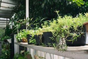 Various potted plants arranged in greenhouse. Plant lovers concept. Green house plants modern interior decoration. Pathway of a garden center and plants photo