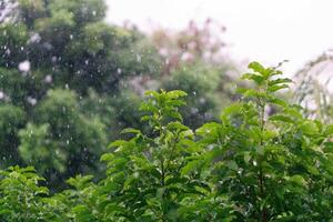 nature fresh green leaf branch under havy rain in rainy season. Summer rain in lush green forest, with heavy rainfall background. Raining shower drop on leaf tree photo