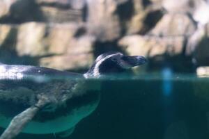 a penguin swimming in the water with its head above the water's surface and under the water surface photo