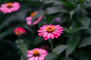 cerca arriba de rosado zinnia flor, zinnia flor en el jardín. cerca arriba de un rosado zinnias flor en contra verde follaje antecedentes foto