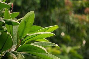 nature fresh green leaf branch under havy rain in rainy season. Summer rain in lush green forest, with heavy rainfall background. Raining shower drop on leaf tree photo