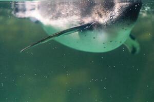 a penguin swimming in the water with its head above the water's surface and under the water surface photo