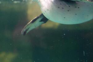 un pingüino nadando en el agua con sus cabeza encima el agua superficie y debajo el agua superficie foto