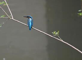 A beautiful kingfisher bird is sitting on the branch of a tree and searching for fish in the water photo