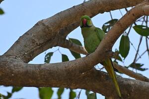 A ring neck parrot is seen resting on a branch of tree photo