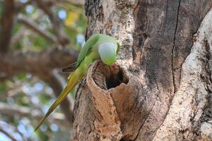 A ring necked parrot bird is seen looking into the borrow of a tree looking for its young one photo