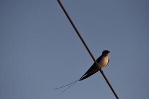 A common swift bird is sitting on a wire and looking around photo