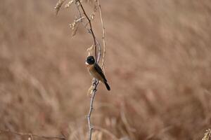 A siberian stonechat bird is seen sitting on a twig and looking around photo