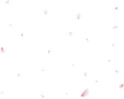 Falling Sakura Petals png