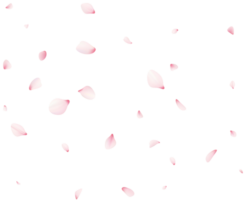 vallend sakura bloemblaadjes png