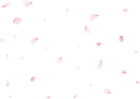 vallend sakura bloemblaadjes png