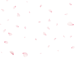 faller sakura kronblad png