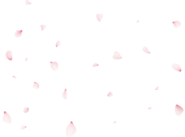 Falling Sakura Petals png