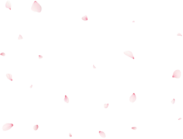 vallend sakura bloemblaadjes png