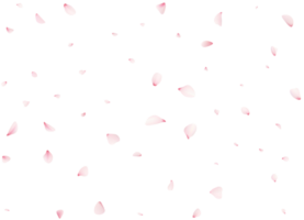 Falling Cherrty Petals png