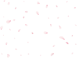 Falling Cherrty Petals png