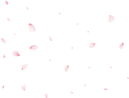 vallend sakura bloemblaadjes png