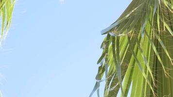 From below palm tree with green branches against cloudless blue sky in sunshine video