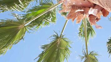 From below palm tree with green branches against cloudless blue sky in sunshine video