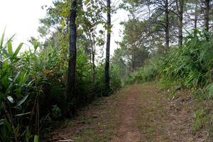 Walking path up to a viewpoint covered with tall trees of Phu Langka. At Phu Langka Phayao Province of Thailand. photo