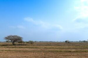 Landscape view of fields are dry and the harvest season is over. With single tree were large trees far apart along the rice fields. Under clear sky and clouds. photo