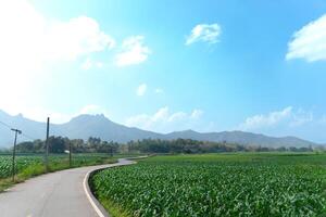 Asphalt road curves back and forth. Electrical poles made of wood in rural areas. Farmland is full of bright green corn stalks. Background of trees and the mountains are far away. Under blue sky. photo