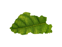 Bhutan map made of green leaves ecology concept png