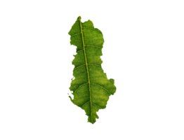 Albania carta geografica fatto di verde le foglie ecologia concetto png