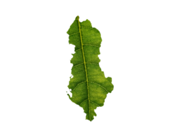 Albanie carte fabriqué de vert feuilles écologie concept png