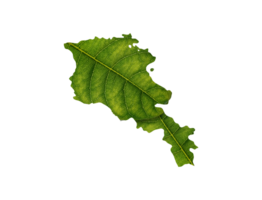 Armenia map made of green leaves ecology concept png