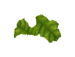 Latvia map made of green leaves ecology concept png