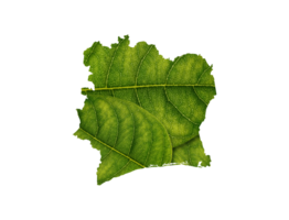 Ivory Coast map made of green leaves ecology concept png