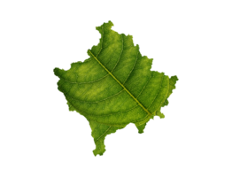 Kosovo map made of green leaves ecology concept png