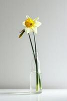 AI generated A minimalistic photo of a single daffodil in a vase against a white background