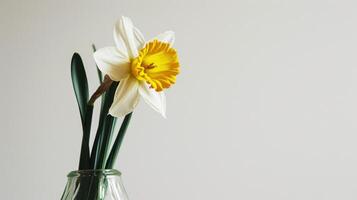 ai generado un minimalista foto de un soltero narciso en un florero en contra un blanco antecedentes