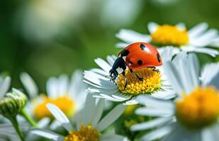 ai generado un mariquita sentado en un flor foto