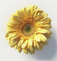 AI generated a yellow flower on a white background photo