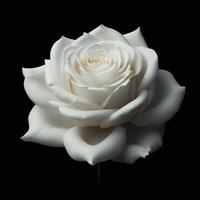 beautiful single rose flower images photo