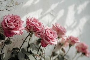 AI generated fresh pink roses in a row against a white background photo